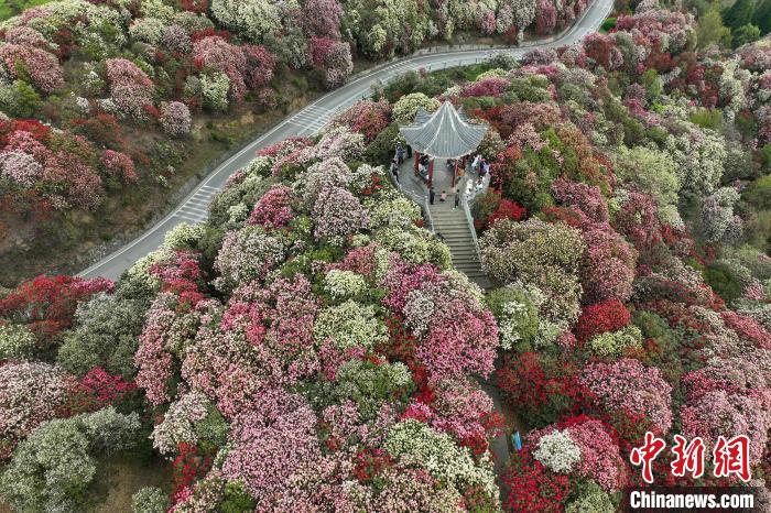 航拍“地球彩帶”貴州畢節(jié)百里杜鵑景區(qū)