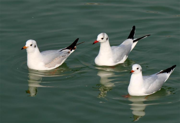 �����@��(l��i)�˼t���t