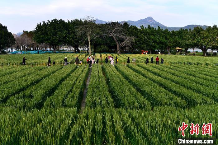 圖為3月3日，市民和游客在麥田游玩。 中新網(wǎng)記者 張斌 攝