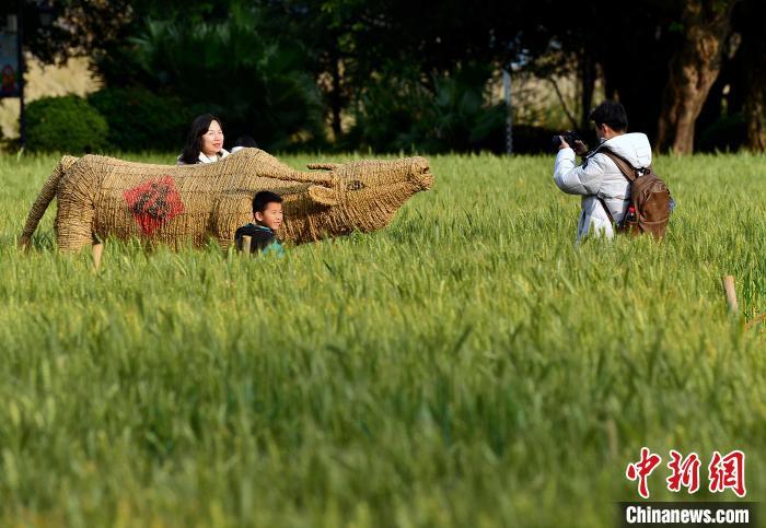 圖為3月3日，市民在麥田里拍照留念�！≈行戮W(wǎng)記者 張斌 攝