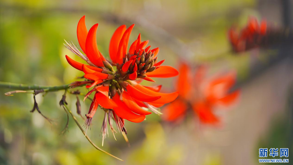 福建泉州：陽(yáng)春三月 春暖花開(kāi)