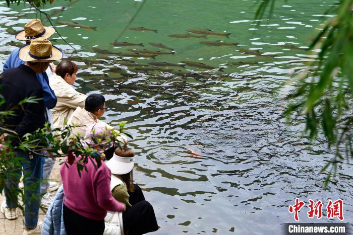 3月21日，在武夷山國家公園九曲溪中暢游的魚兒吸引游客�！≈行戮W(wǎng)記者 張斌 攝