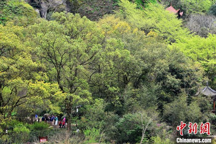 3月21日，游人在武夷山國家公園內(nèi)游玩�！≈行戮W(wǎng)記者 張斌 攝
