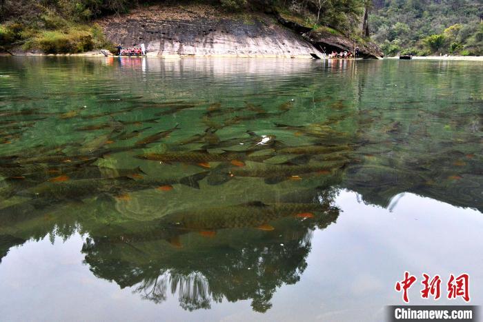 3月21日，魚兒在武夷山國家公園九曲溪中暢游�！≈行戮W(wǎng)記者 張斌 攝