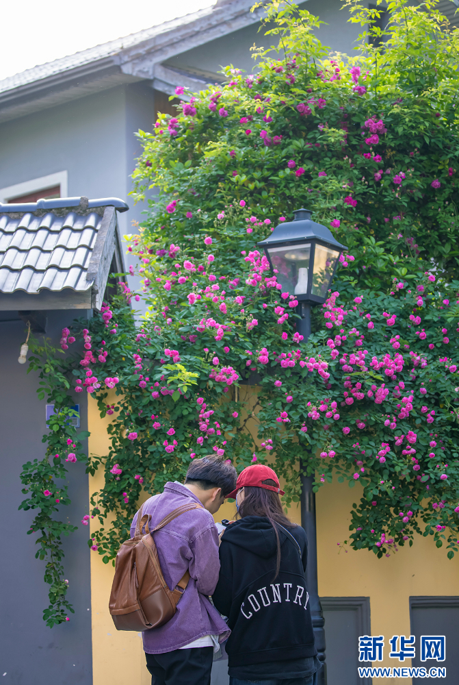 南京：“薔薇花墻”美翻了 文藝又浪漫_fororder_202404234756d0f0e4284716b3574b49e46719f2_20240423d27ec5fda1bb42d29a48876ef526dcd8